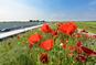 bloemen bij snelweg
